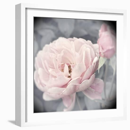 Belle Rose I-Linda Wood-Framed Giclee Print