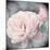 Belle Rose I-Linda Wood-Mounted Giclee Print