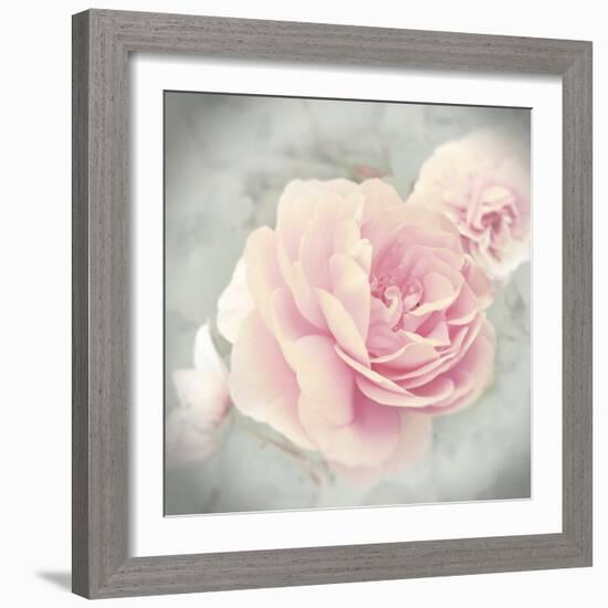 Belle Rose II-Linda Wood-Framed Giclee Print