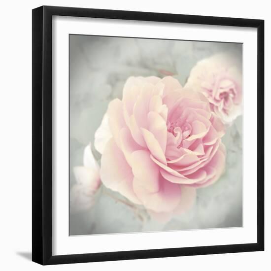 Belle Rose II-Linda Wood-Framed Giclee Print