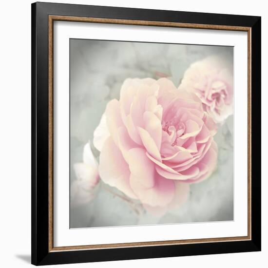 Belle Rose II-Linda Wood-Framed Giclee Print