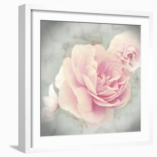 Belle Rose II-Linda Wood-Framed Giclee Print