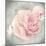 Belle Rose II-Linda Wood-Mounted Giclee Print