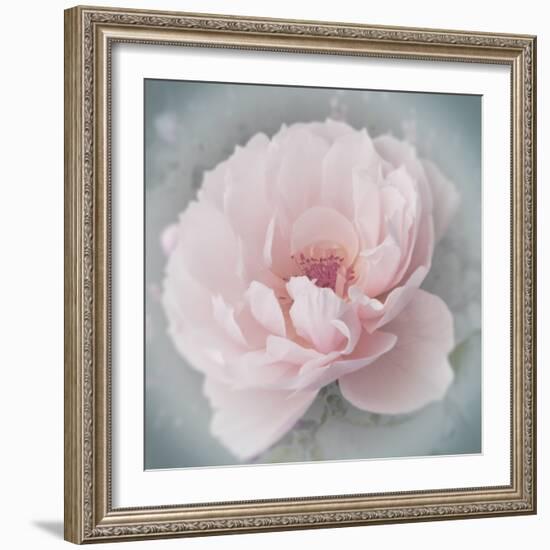 Belle Rose III-Linda Wood-Framed Giclee Print