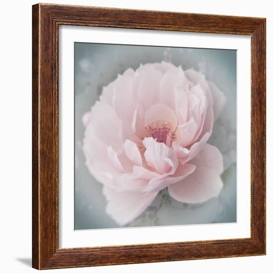 Belle Rose III-Linda Wood-Framed Giclee Print