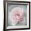 Belle Rose III-Linda Wood-Framed Giclee Print