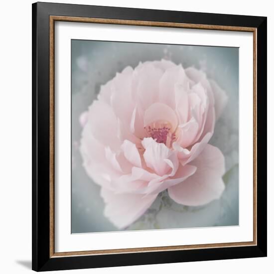 Belle Rose III-Linda Wood-Framed Giclee Print