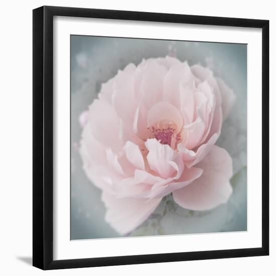 Belle Rose III-Linda Wood-Framed Giclee Print