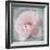 Belle Rose III-Linda Wood-Framed Giclee Print