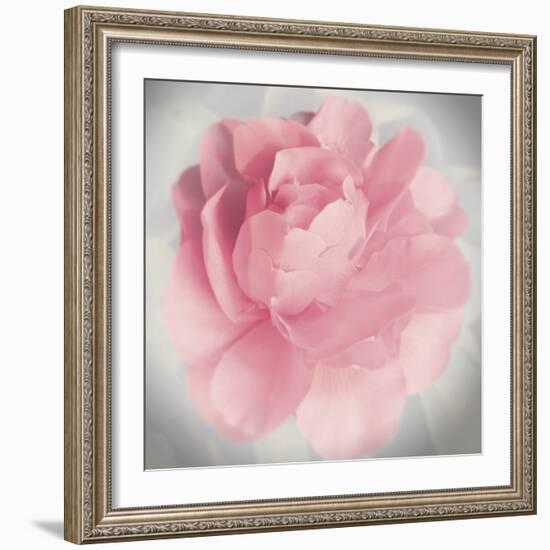 Belle Rose IV-Linda Wood-Framed Giclee Print