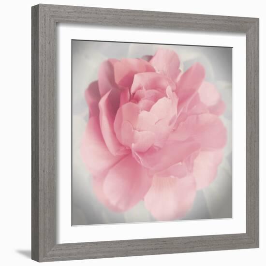 Belle Rose IV-Linda Wood-Framed Giclee Print