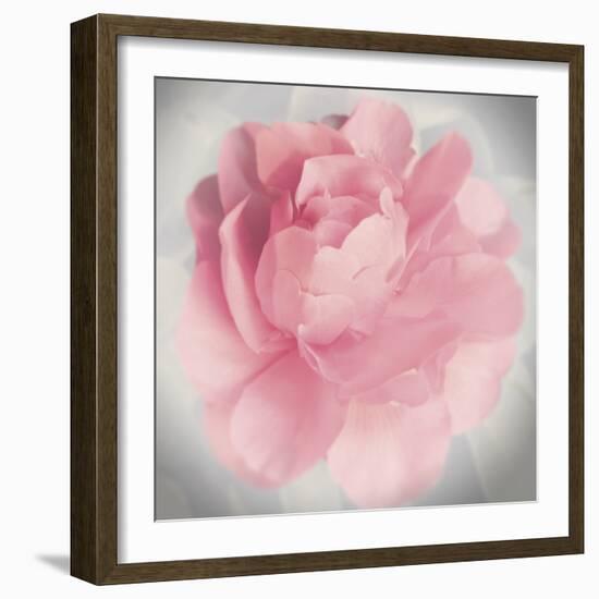 Belle Rose IV-Linda Wood-Framed Giclee Print