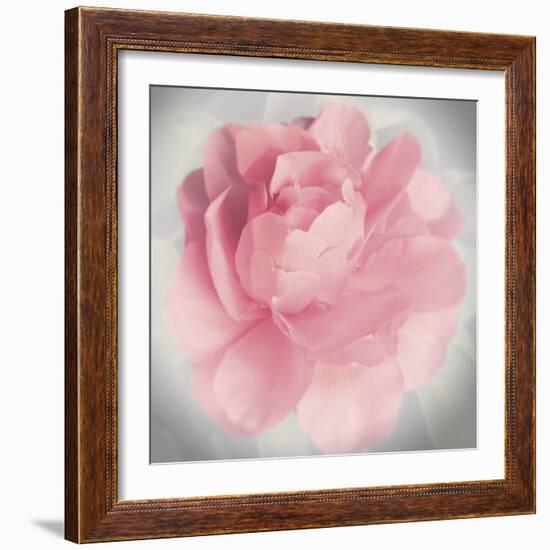 Belle Rose IV-Linda Wood-Framed Giclee Print