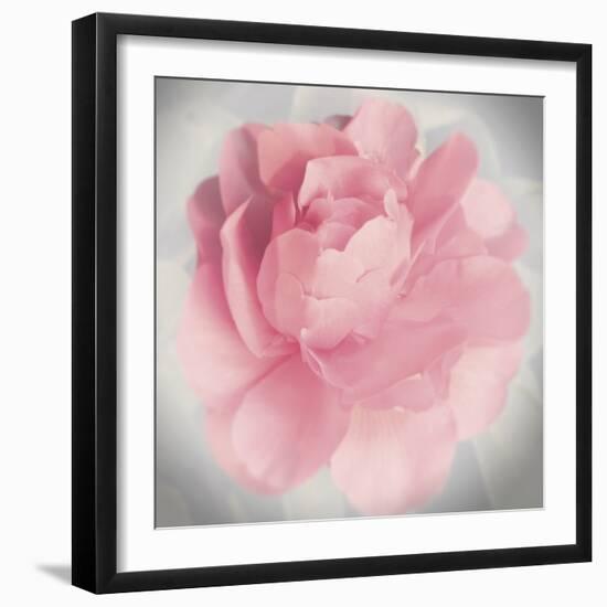 Belle Rose IV-Linda Wood-Framed Giclee Print