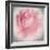 Belle Rose IV-Linda Wood-Framed Giclee Print