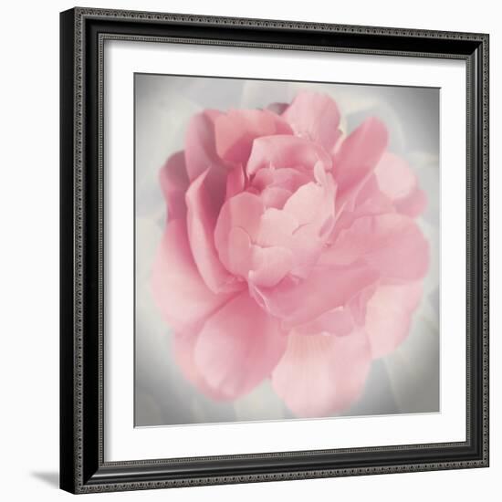 Belle Rose IV-Linda Wood-Framed Giclee Print