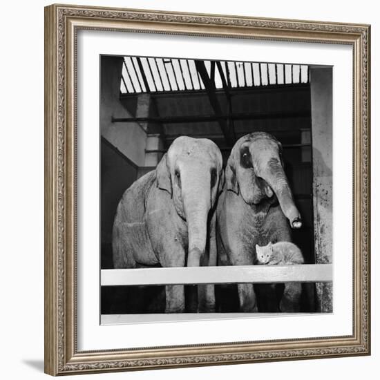 Belle Vue Zoo, 1962-Howard Walker-Framed Photographic Print
