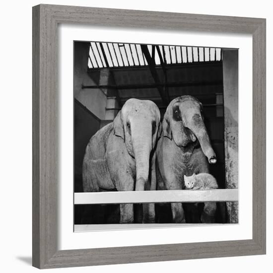 Belle Vue Zoo, 1962-Howard Walker-Framed Photographic Print