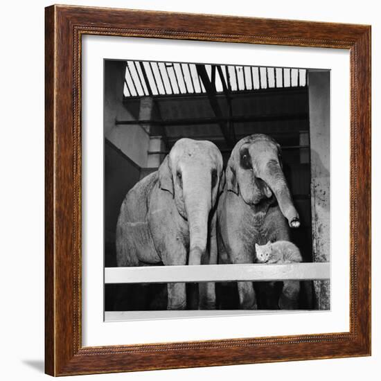 Belle Vue Zoo, 1962-Howard Walker-Framed Photographic Print