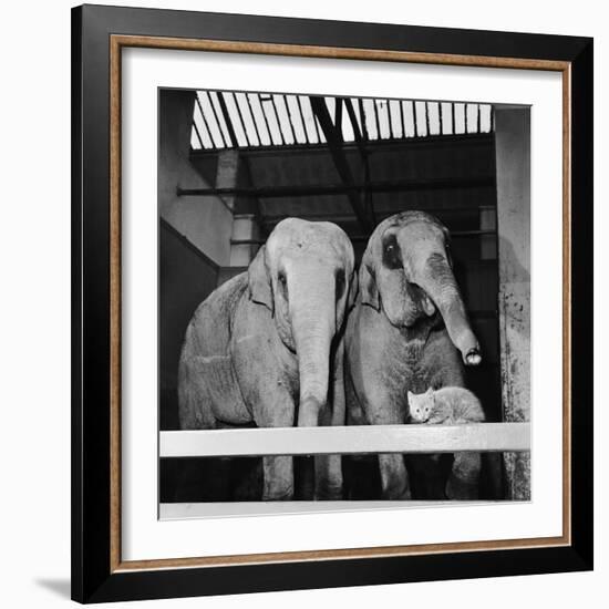 Belle Vue Zoo, 1962-Howard Walker-Framed Photographic Print