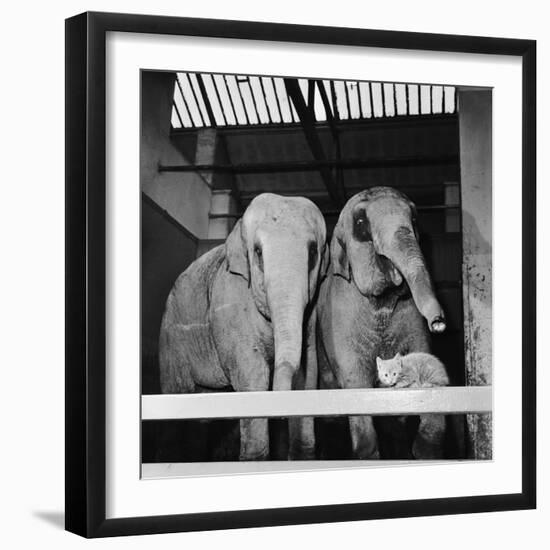 Belle Vue Zoo, 1962-Howard Walker-Framed Photographic Print