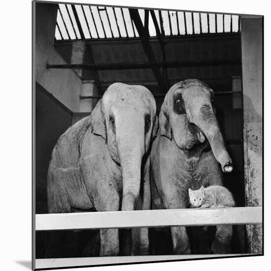 Belle Vue Zoo, 1962-Howard Walker-Mounted Photographic Print