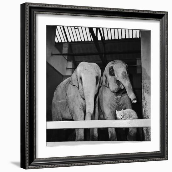 Belle Vue Zoo, 1962-Howard Walker-Framed Photographic Print