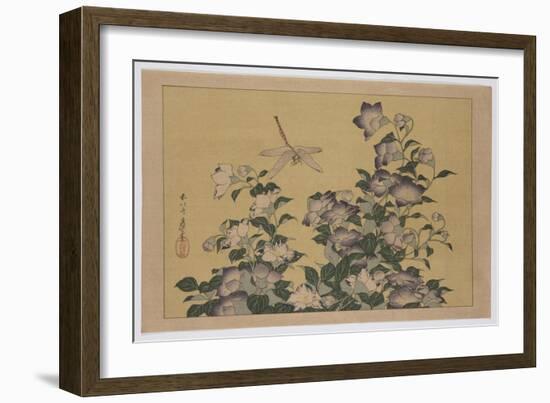 Bellflower and Dragonfly (Colour Woodblock Print)-Katsushika Hokusai-Framed Giclee Print