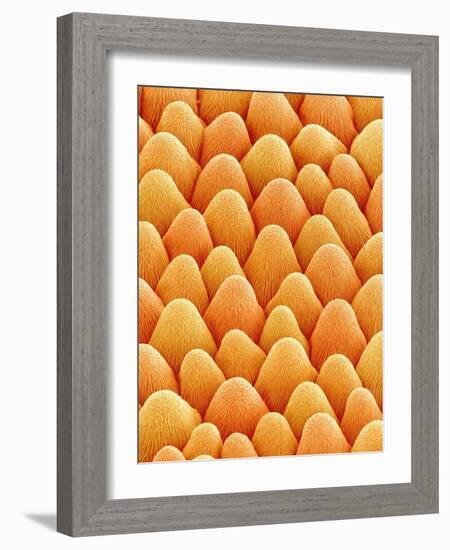 Bellflower Petal-Micro Discovery-Framed Photographic Print