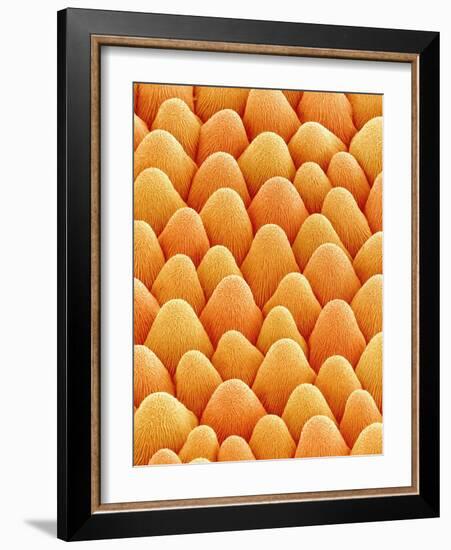 Bellflower Petal-Micro Discovery-Framed Photographic Print