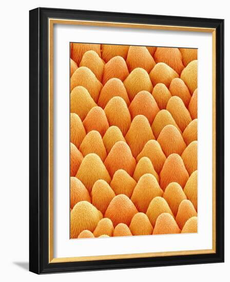 Bellflower Petal-Micro Discovery-Framed Photographic Print