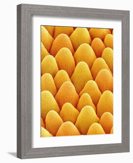 Bellflower Petal-Micro Discovery-Framed Photographic Print