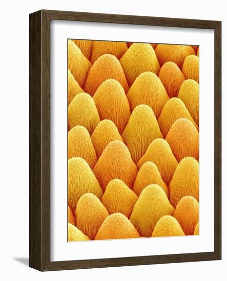 Bellflower Petal-Micro Discovery-Framed Photographic Print