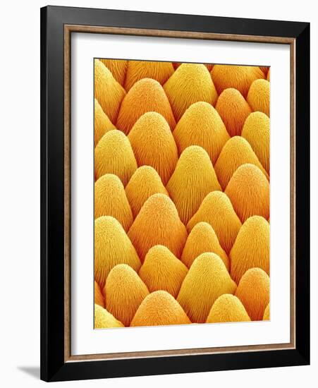 Bellflower Petal-Micro Discovery-Framed Photographic Print