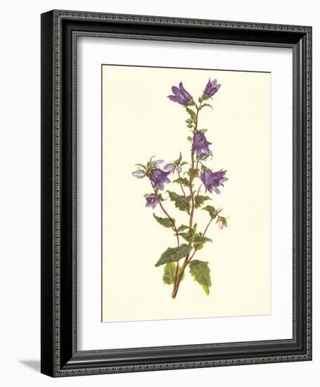 Bellflower-Moritz Michael Daffinger-Framed Art Print