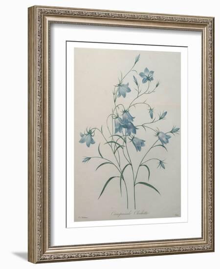 Bellflower-Pierre-Joseph Redoute-Framed Art Print