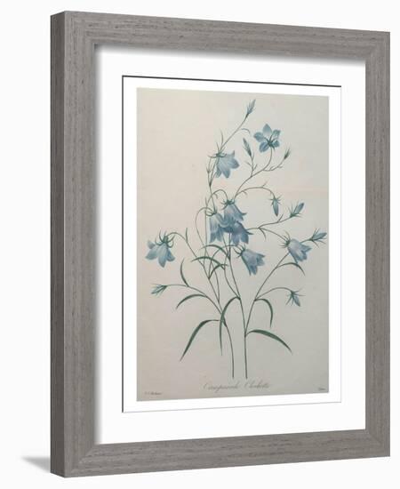 Bellflower-Pierre-Joseph Redoute-Framed Art Print