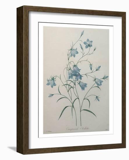 Bellflower-Pierre-Joseph Redoute-Framed Art Print