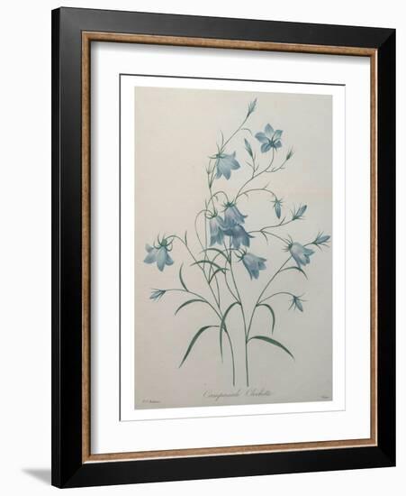 Bellflower-Pierre-Joseph Redoute-Framed Art Print