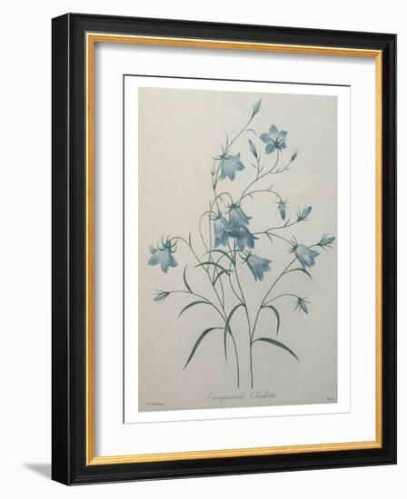 Bellflower-Pierre-Joseph Redoute-Framed Art Print