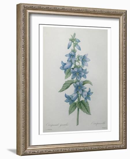 Bellflower-Pierre-Joseph Redoute-Framed Art Print