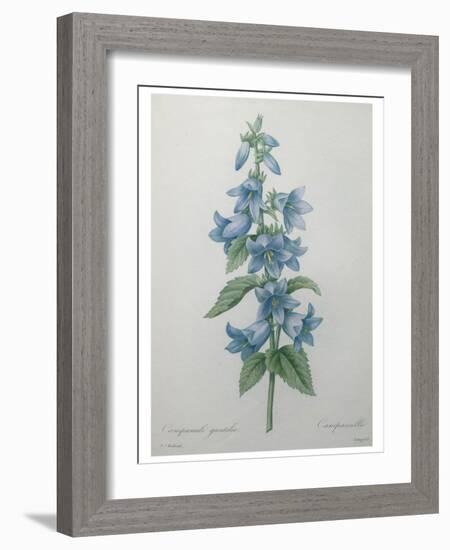 Bellflower-Pierre-Joseph Redoute-Framed Art Print