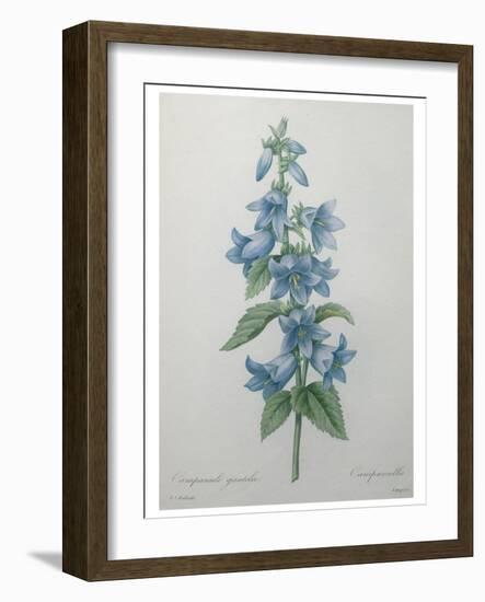 Bellflower-Pierre-Joseph Redoute-Framed Art Print