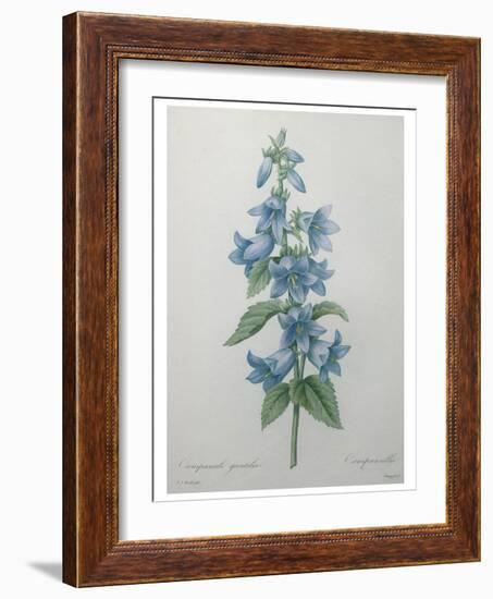 Bellflower-Pierre-Joseph Redoute-Framed Art Print