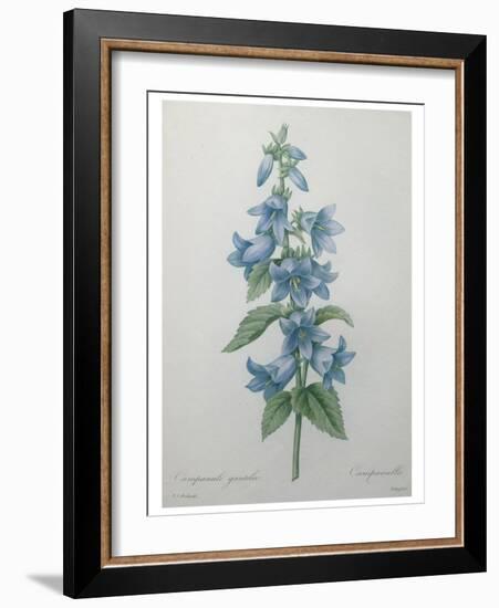 Bellflower-Pierre-Joseph Redoute-Framed Art Print