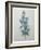 Bellflower-Pierre-Joseph Redoute-Framed Art Print