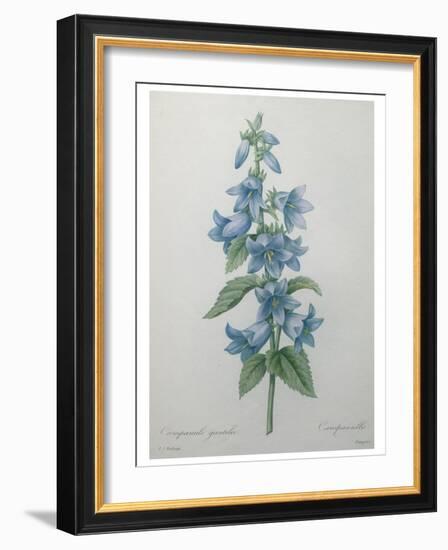 Bellflower-Pierre-Joseph Redoute-Framed Art Print