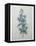 Bellflower-Pierre-Joseph Redoute-Framed Stretched Canvas