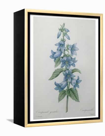 Bellflower-Pierre-Joseph Redoute-Framed Stretched Canvas