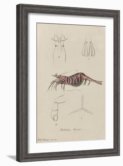 Bellidia Huntii: Shrimp-Philip Henry Gosse-Framed Giclee Print